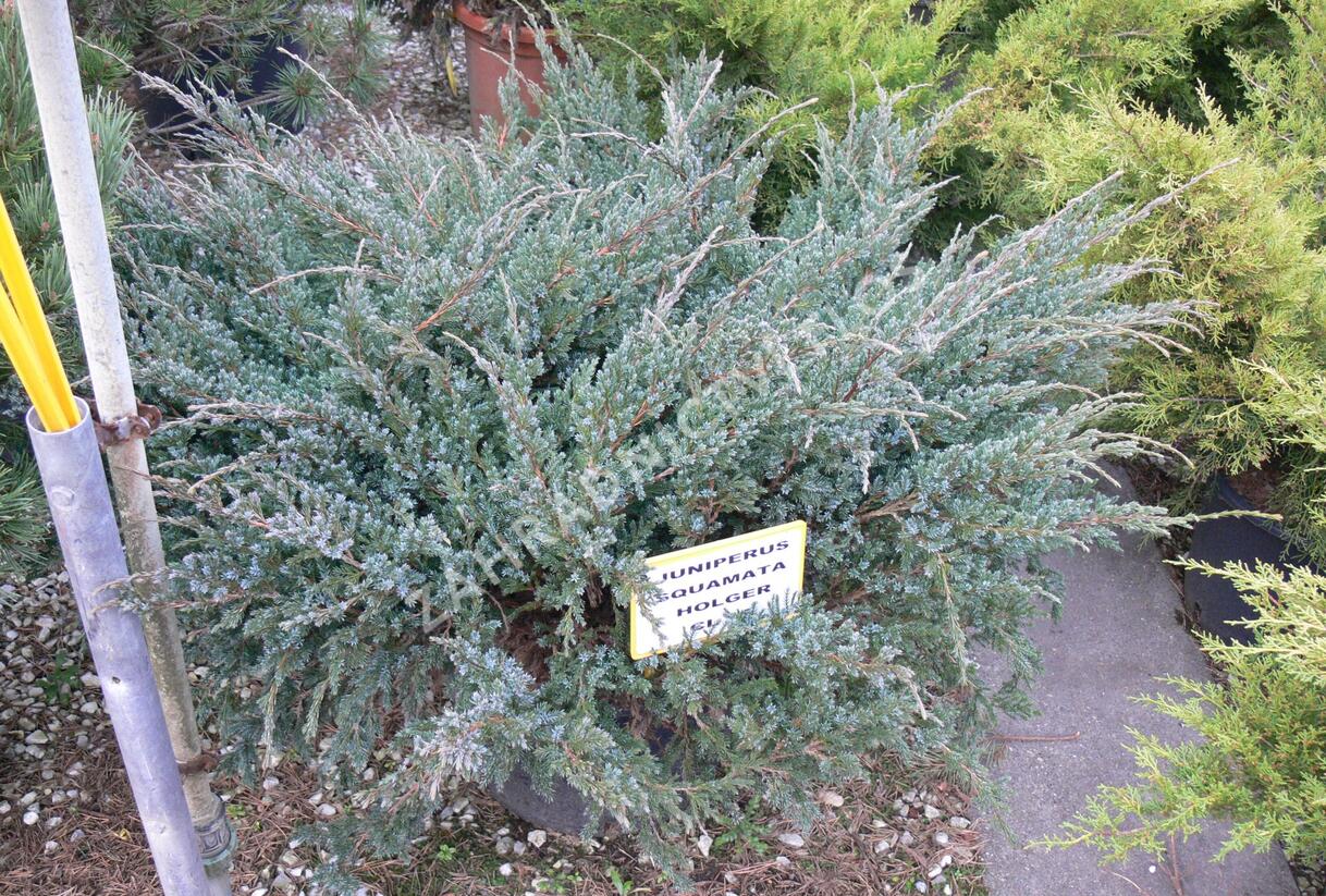 Jalovec šupinatý 'Holger' - Juniperus squamata 'Holger'