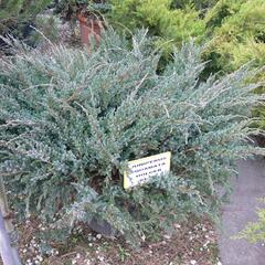 Jalovec šupinatý 'Holger' - Juniperus squamata 'Holger'