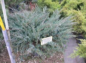 Jalovec šupinatý 'Holger' - Juniperus squamata 'Holger'