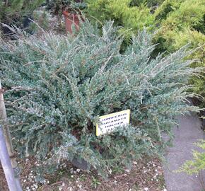 Jalovec šupinatý 'Holger' - Juniperus squamata 'Holger'