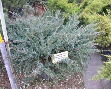 Jalovec šupinatý 'Holger'