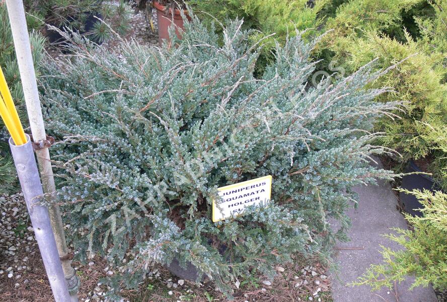 Jalovec šupinatý 'Holger' - Juniperus squamata 'Holger'