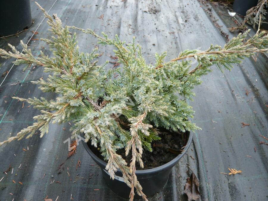 Jalovec šupinatý 'Holger' - Juniperus squamata 'Holger'