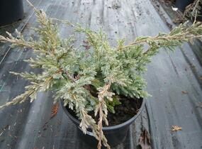 Jalovec šupinatý 'Holger' - Juniperus squamata 'Holger'