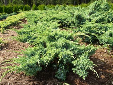 Jalovec šupinatý 'Blue Swede' - Juniperus squamata 'Blue Swede'