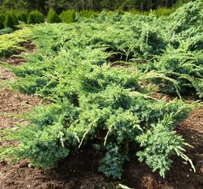 Jalovec šupinatý 'Blue Swede' - Juniperus squamata 'Blue Swede'