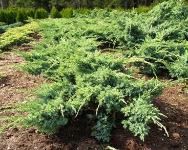 Jalovec šupinatý 'Blue Swede'