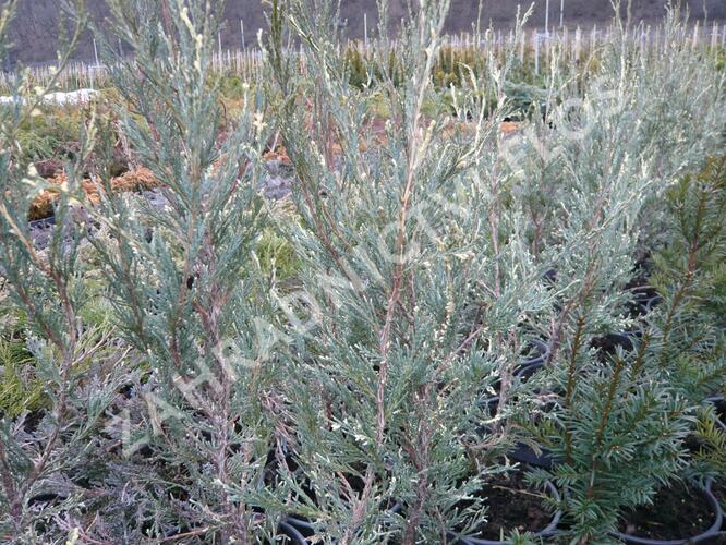 Jalovec skalní 'Silver Star' - Juniperus scopulorum 'Silver Star'