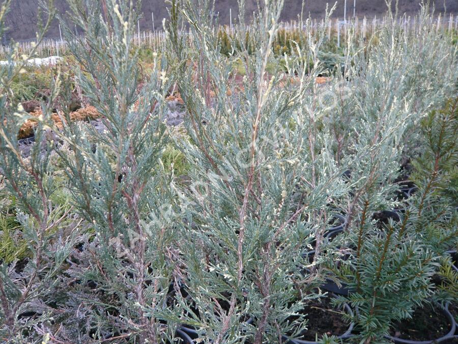 Jalovec skalní 'Silver Star' - Juniperus scopulorum 'Silver Star'