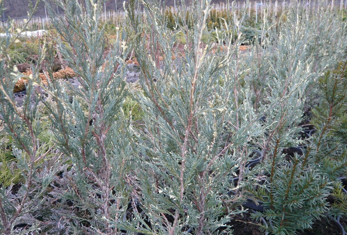 Jalovec skalní 'Silver Star' - Juniperus scopulorum 'Silver Star'