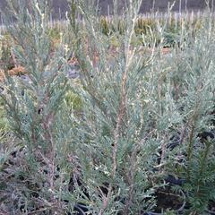 Jalovec skalní 'Silver Star' - Juniperus scopulorum 'Silver Star'