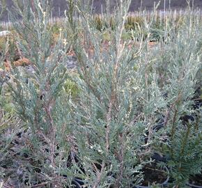 Jalovec skalní 'Silver Star' - Juniperus scopulorum 'Silver Star'