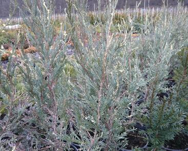 Jalovec skalní 'Silver Star'