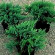 Jalovec chvojka 'Tam No Blight' - Juniperus sabina 'Tam No Blight'