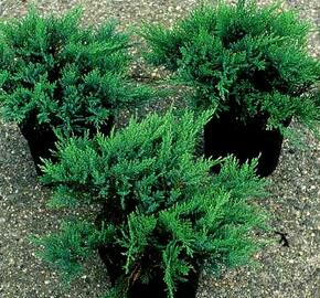 Jalovec chvojka 'Tam No Blight' - Juniperus sabina 'Tam No Blight'