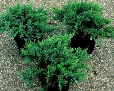 Jalovec chvojka 'Tam No Blight'