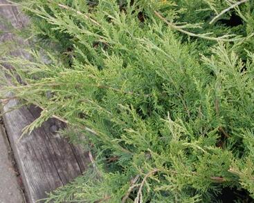 Jalovec chvojka 'Buffalo'