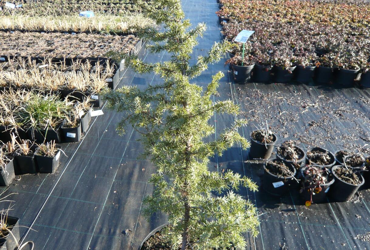 Jalovec obecný 'Golden Showers' - Juniperus communis 'Golden Showers'