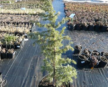 Jalovec obecný 'Golden Showers'