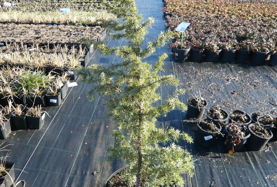 Jalovec obecný 'Golden Showers' - Juniperus communis 'Golden Showers'