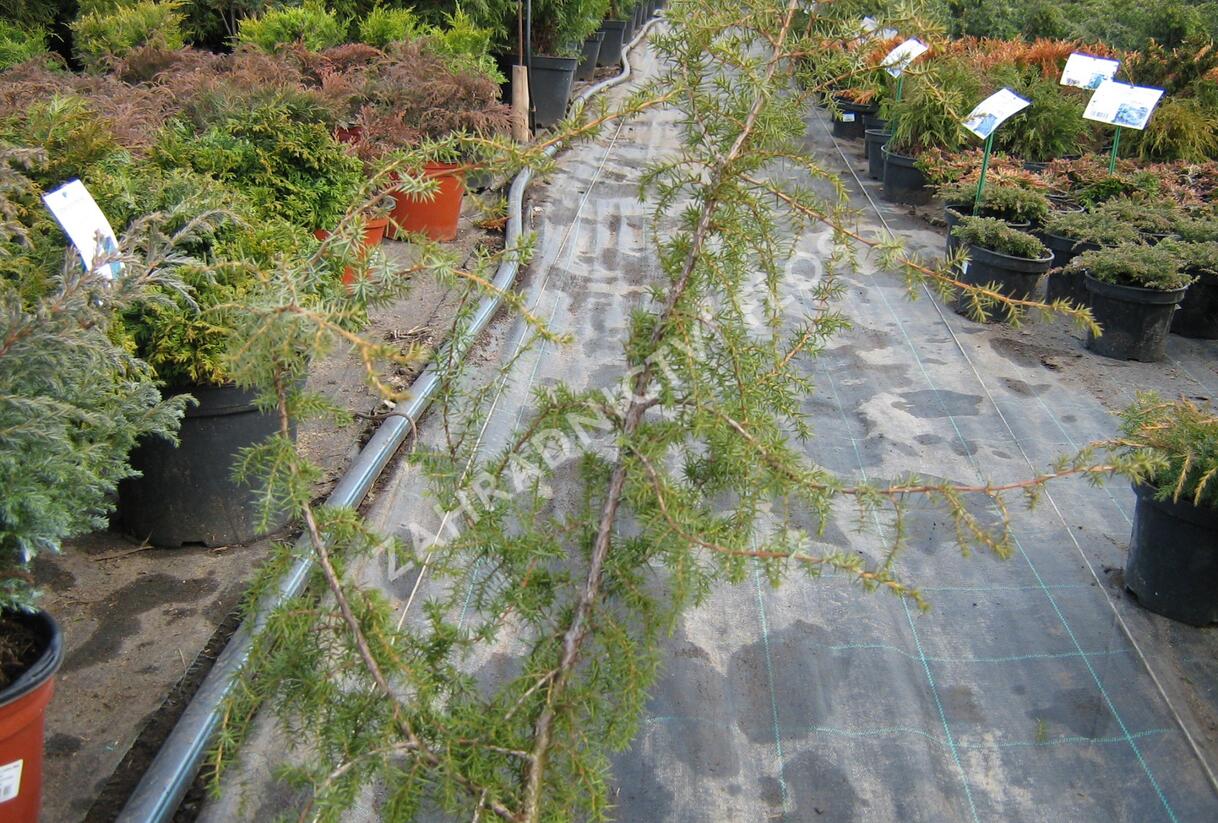 Jalovec obecný 'Fontaen' - Juniperus communis 'Fontaen'
