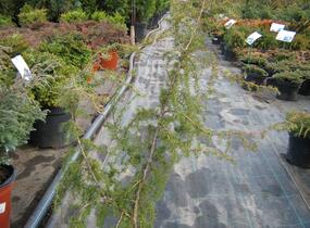 Jalovec obecný 'Fontaen' - Juniperus communis 'Fontaen'