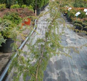 Jalovec obecný 'Fontaen' - Juniperus communis 'Fontaen'