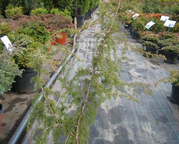 Jalovec obecný 'Fontaen'