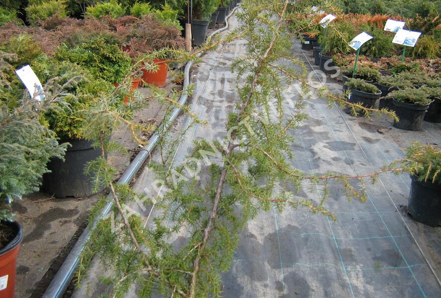 Jalovec obecný 'Fontaen' - Juniperus communis 'Fontaen'
