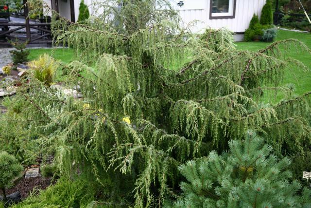 Jalovec obecný 'Fontaen' - Juniperus communis 'Fontaen'