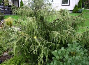 Jalovec obecný 'Fontaen' - Juniperus communis 'Fontaen'