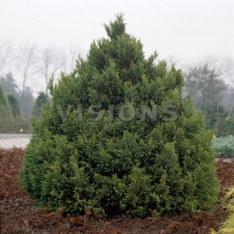 Cypřišek hrachonosný 'Plumosa Aurea' - Chamaecyparis pisifera 'Plumosa Aurea'