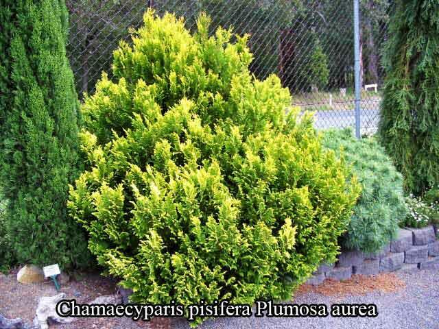 Cypřišek hrachonosný 'Plumosa Aurea' - Chamaecyparis pisifera 'Plumosa Aurea'
