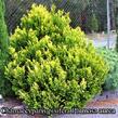 Cypřišek hrachonosný 'Plumosa Aurea' - Chamaecyparis pisifera 'Plumosa Aurea'