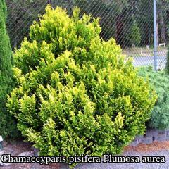 Cypřišek hrachonosný 'Plumosa Aurea' - Chamaecyparis pisifera 'Plumosa Aurea'