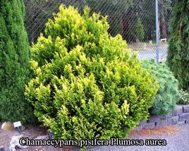 Cypřišek hrachonosný 'Plumosa Aurea'