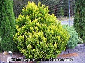 Cypřišek hrachonosný 'Plumosa Aurea' - Chamaecyparis pisifera 'Plumosa Aurea'