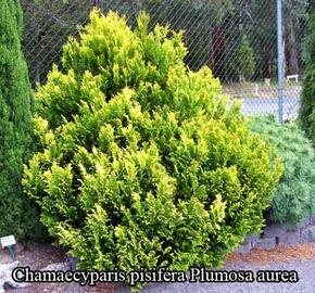 Cypřišek hrachonosný 'Plumosa Aurea' - Chamaecyparis pisifera 'Plumosa Aurea'