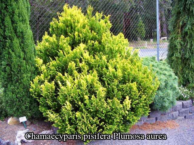 Cypřišek hrachonosný 'Plumosa Aurea' - Chamaecyparis pisifera 'Plumosa Aurea'