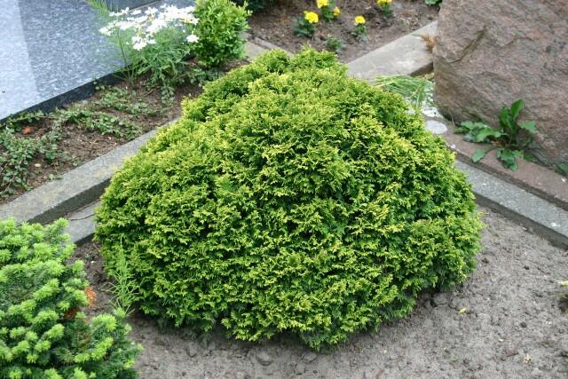 Cypřišek hrachonosný 'Nana' - Chamaecyparis pisifera 'Nana'