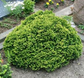 Cypřišek hrachonosný 'Nana' - Chamaecyparis pisifera 'Nana'
