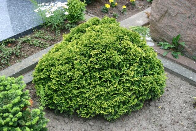 Cypřišek hrachonosný 'Nana' - Chamaecyparis pisifera 'Nana'