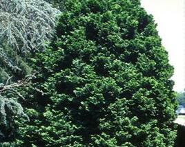 Cypřišek tupolistý