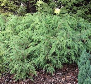 Cypřišek Lawsonův 'Parsons' - Chamaecyparis lawsoniana 'Parsons'