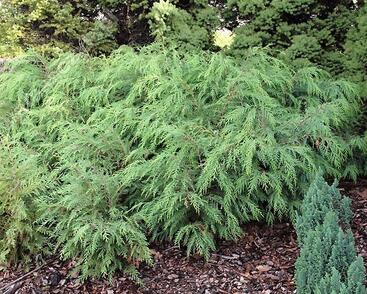 Cypřišek Lawsonův 'Parsons'