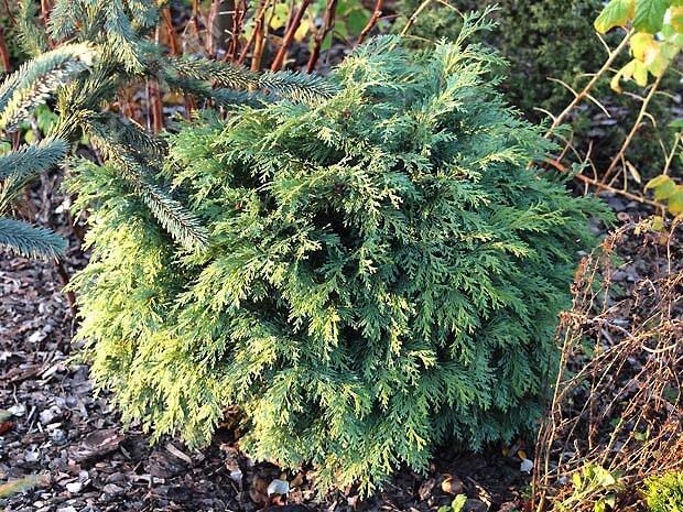 Cypřišek Lawsonův 'Mini Globus' - Chamaecyparis lawsoniana 'Mini Globus'