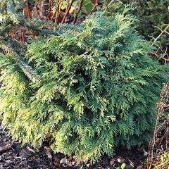 Cypřišek Lawsonův 'Mini Globus' - Chamaecyparis lawsoniana 'Mini Globus'