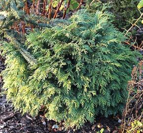 Cypřišek Lawsonův 'Mini Globus' - Chamaecyparis lawsoniana 'Mini Globus'