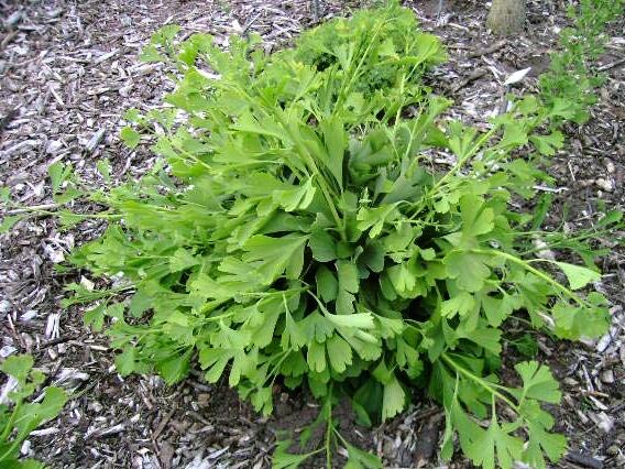 Jinan dvoulaločný 'Globus' - Ginkgo biloba 'Globus'