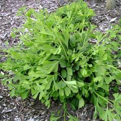 Jinan dvoulaločný 'Globus' - Ginkgo biloba 'Globus'